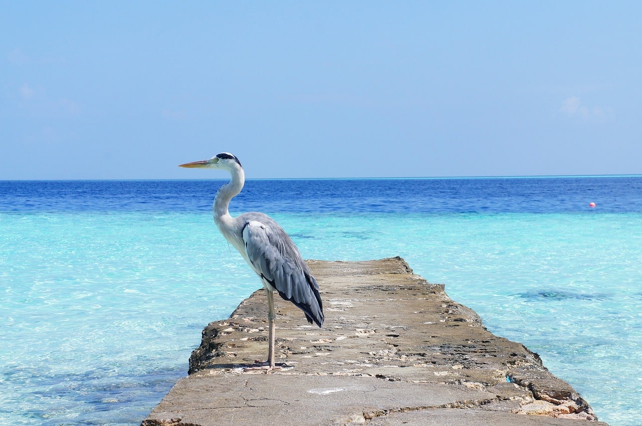 Maldives