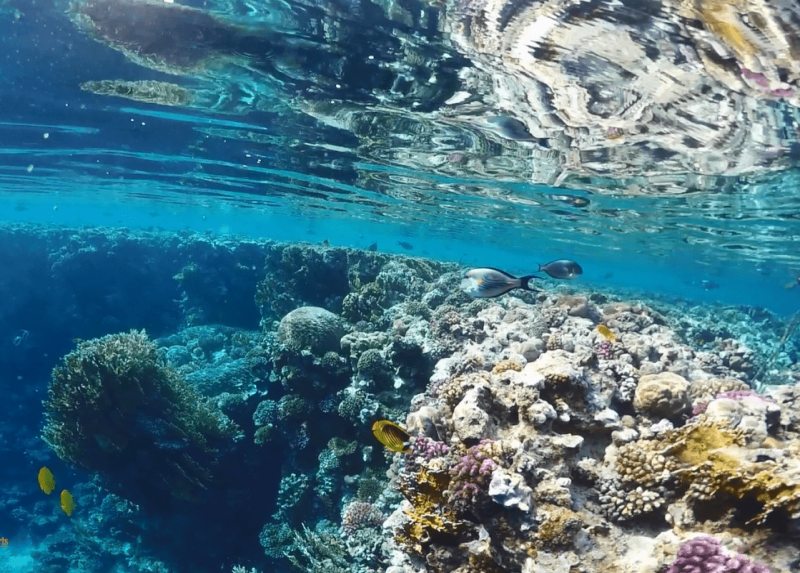 Royal Brayka Resort / Royal Brayka Resort